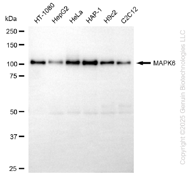 MAPK6 antibody