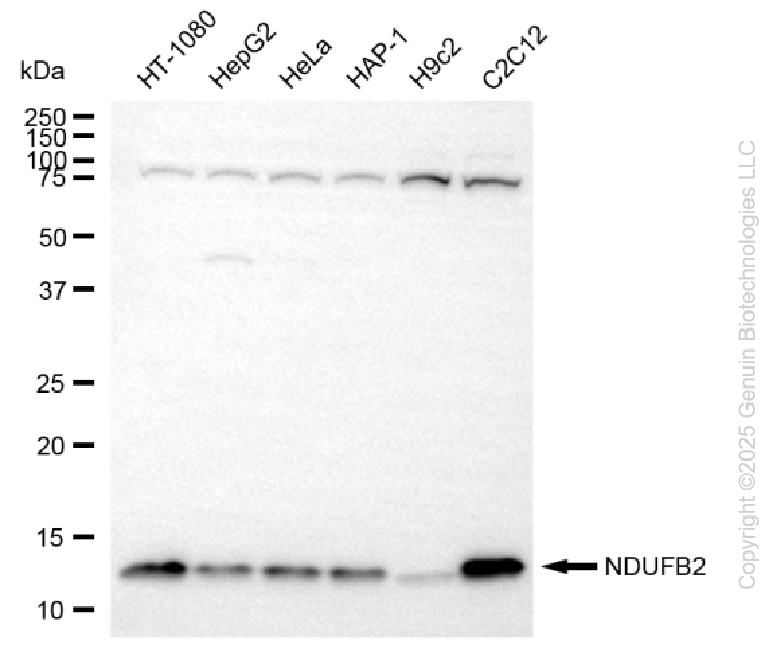 NDUFB2 antibody