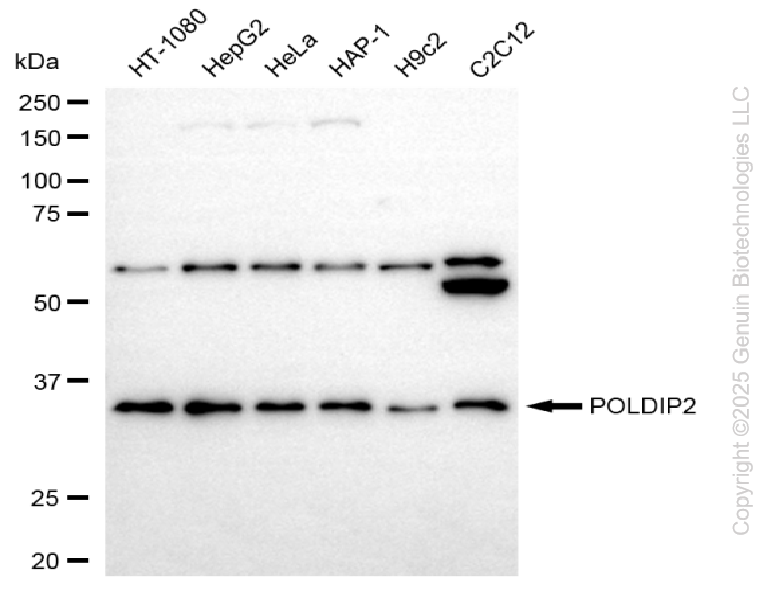 POLDIP2 antibody