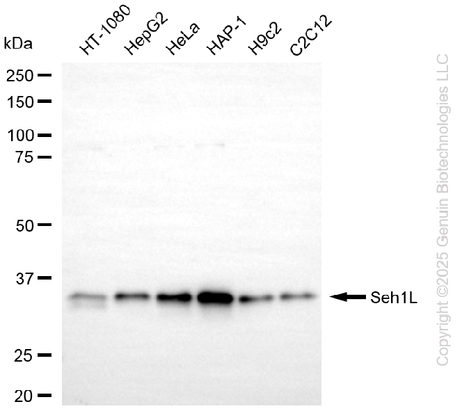 SEH1L antibody