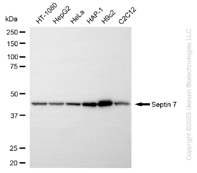 SEPTIN7 antibody