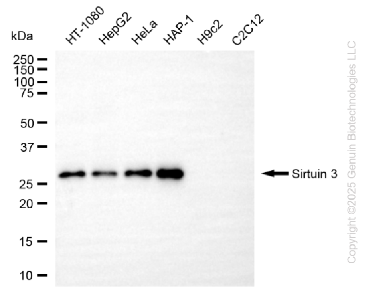 SIRT3 antibody