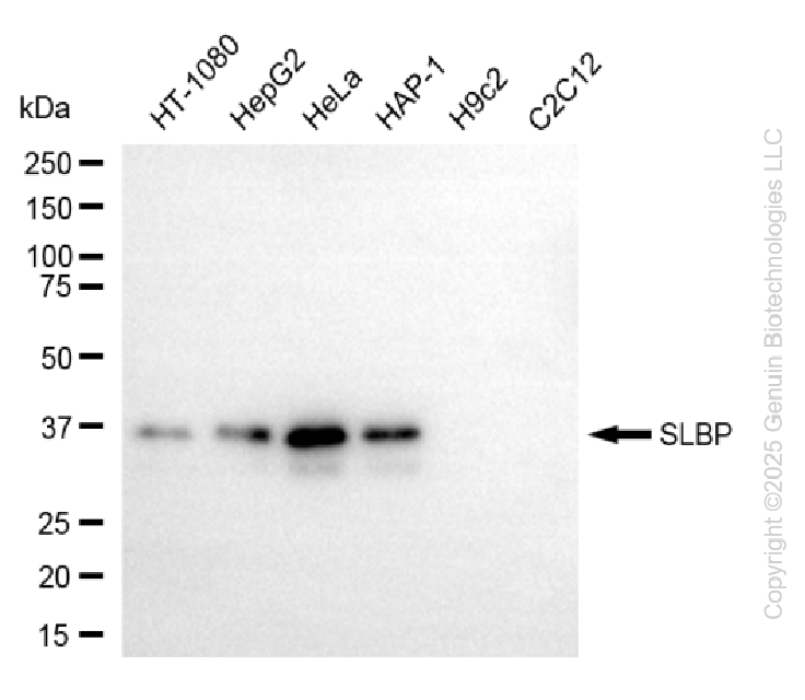 SLBP antibody