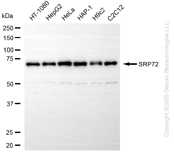 SRP72 antibody