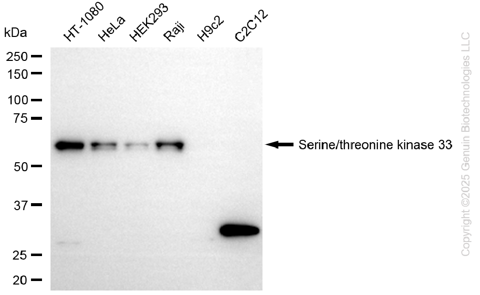 STK33 antibody