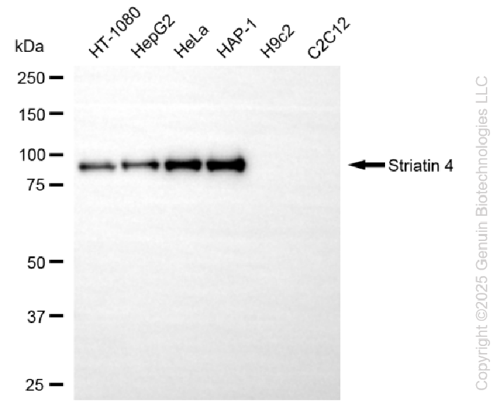 STRN4 antibody