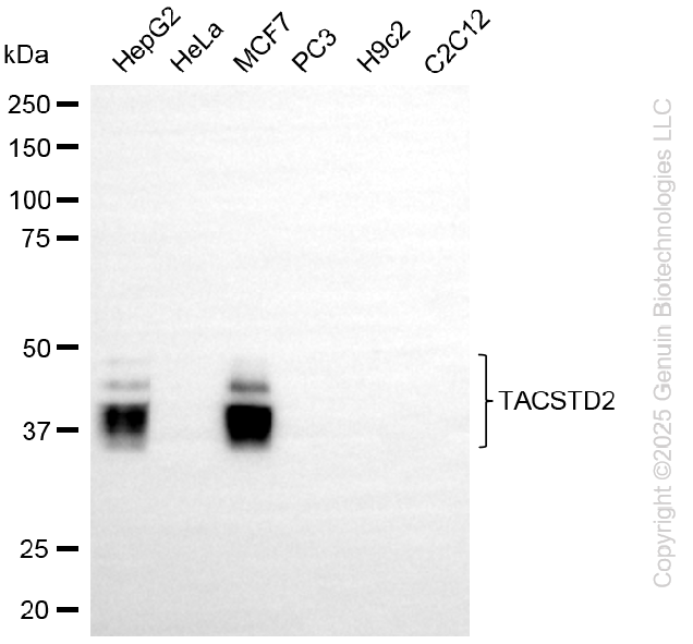 TACSTD2 antibody