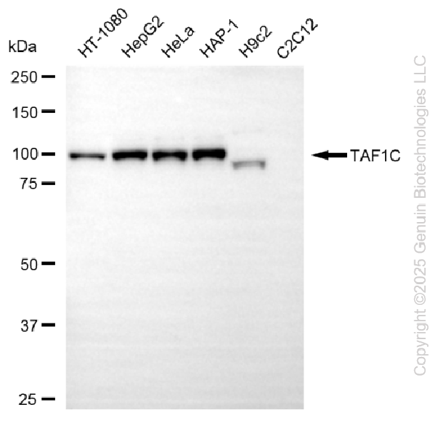TAF1C antibody