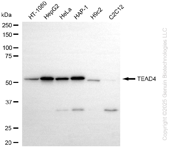 TEAD4 antibody