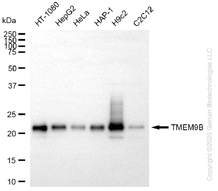 TMEM9B antibody