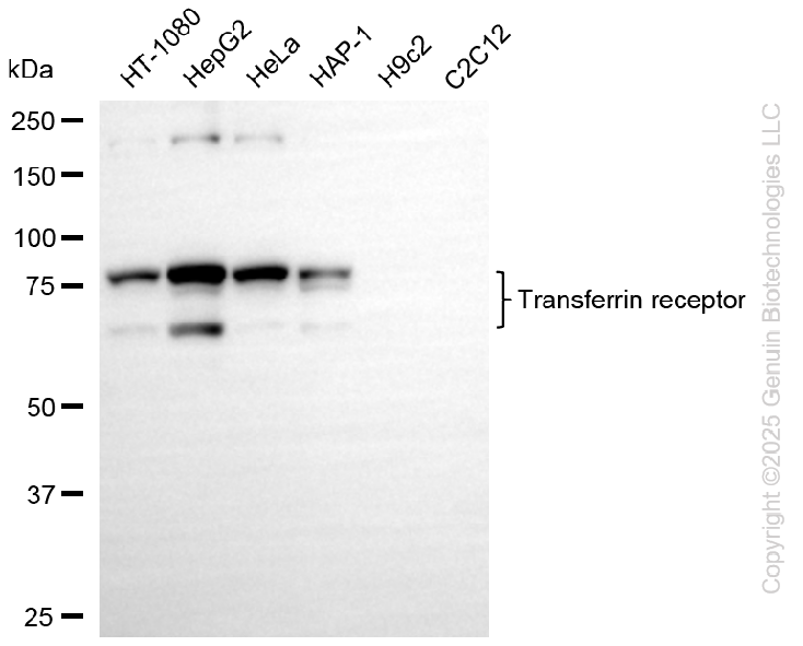 TFRC antibody