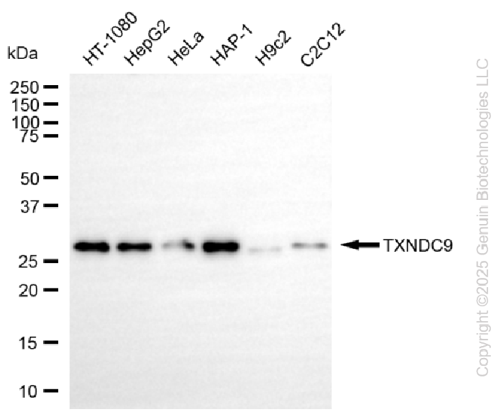 TXNDC9 antibody