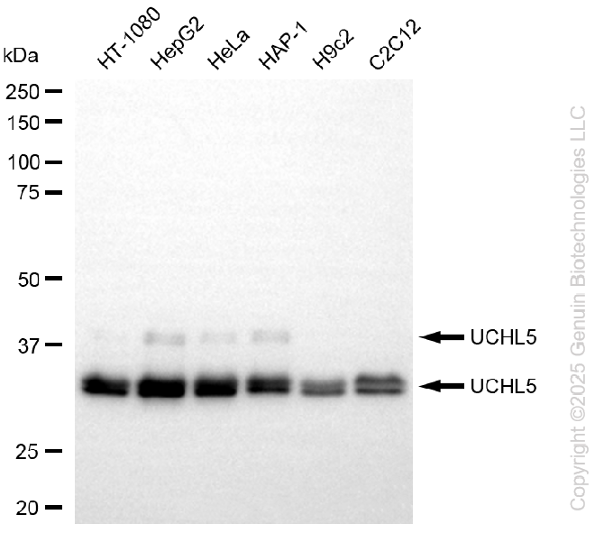 UCHL5 antibody
