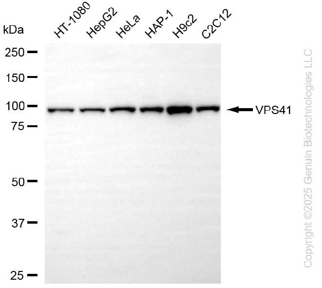 VPS41 antibody