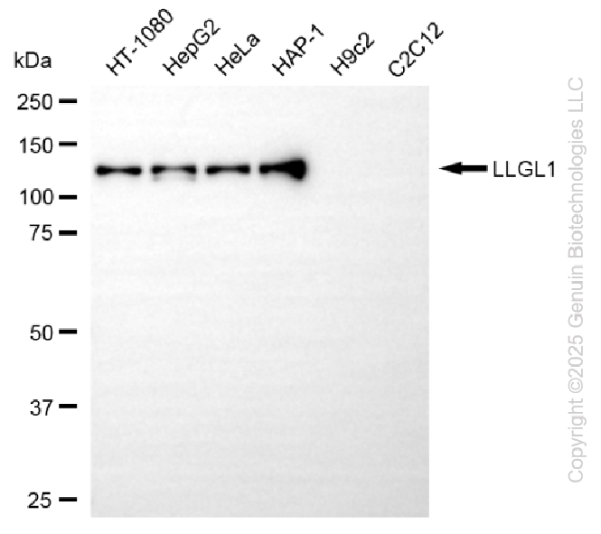 LLGL1 antibody