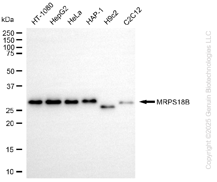 MRPS18B antibody