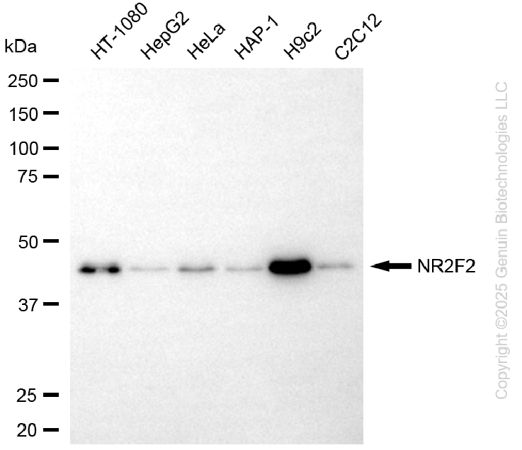 NR2F2 antibody