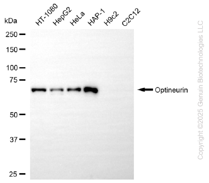 OPTN antibody