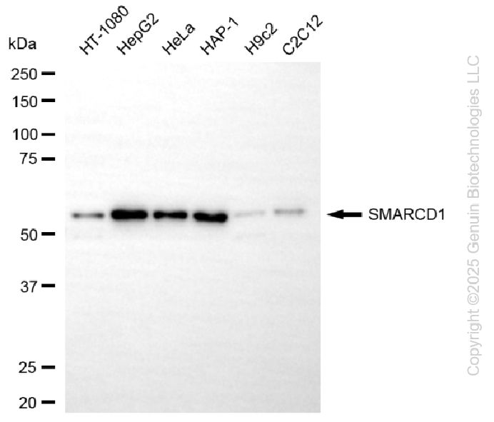 SMARCD1 antibody