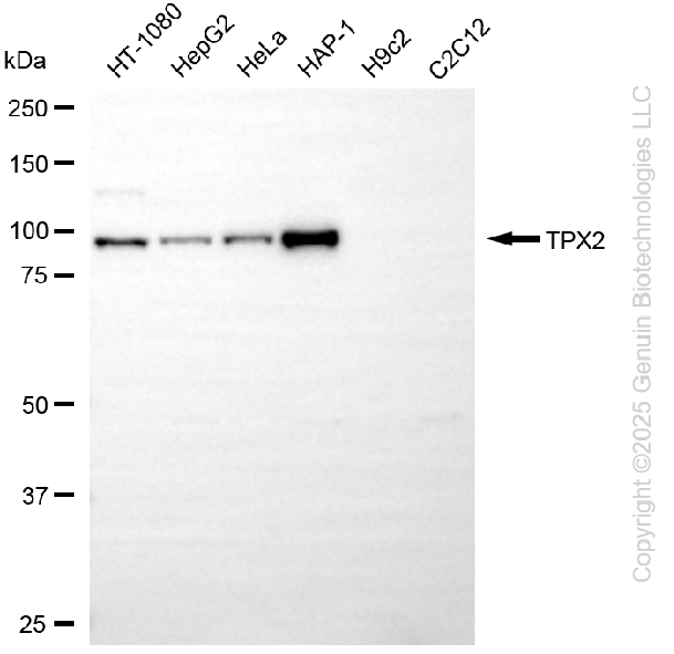TPX2 antibody