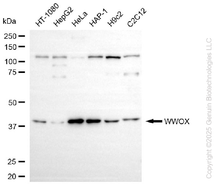 WWOX antibody