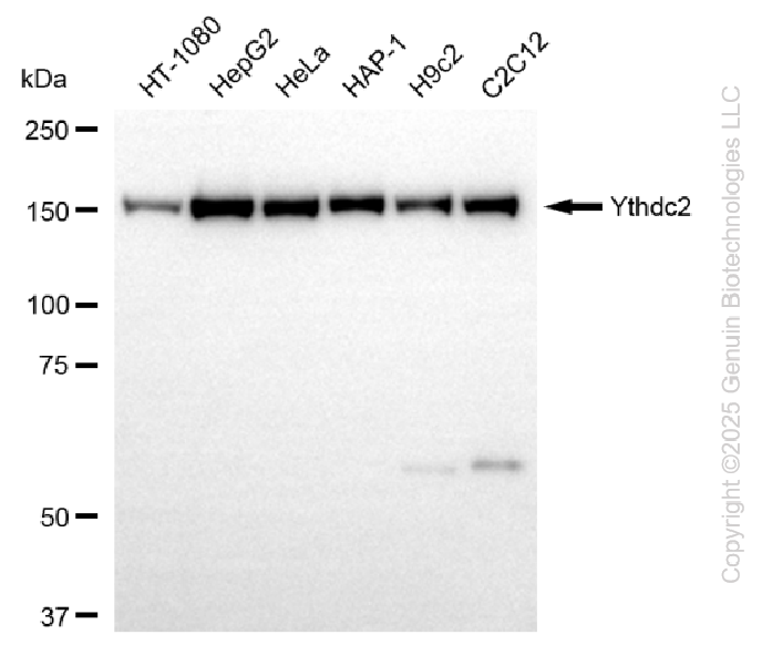 Ythdc2 antibody