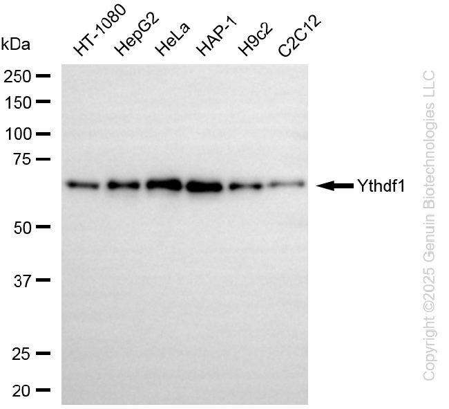 Ythdf1 antibody