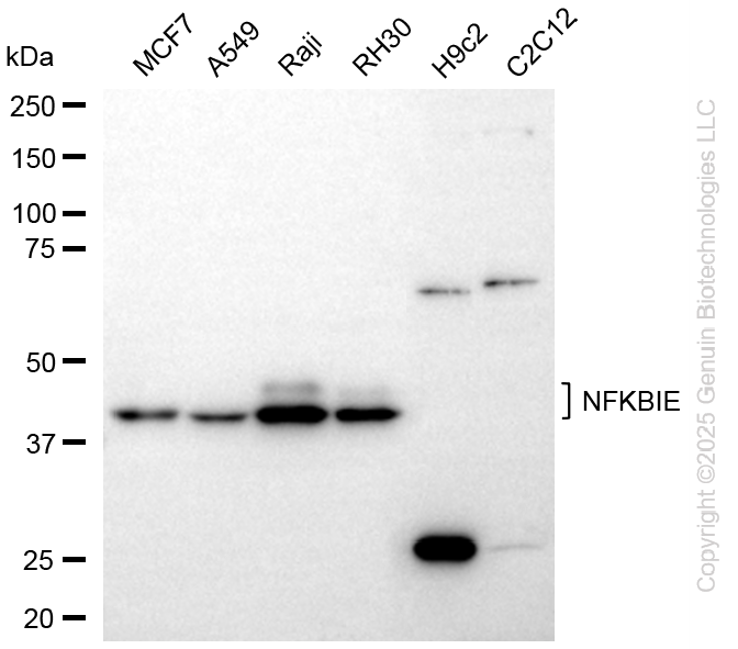 NFKBIE antibody