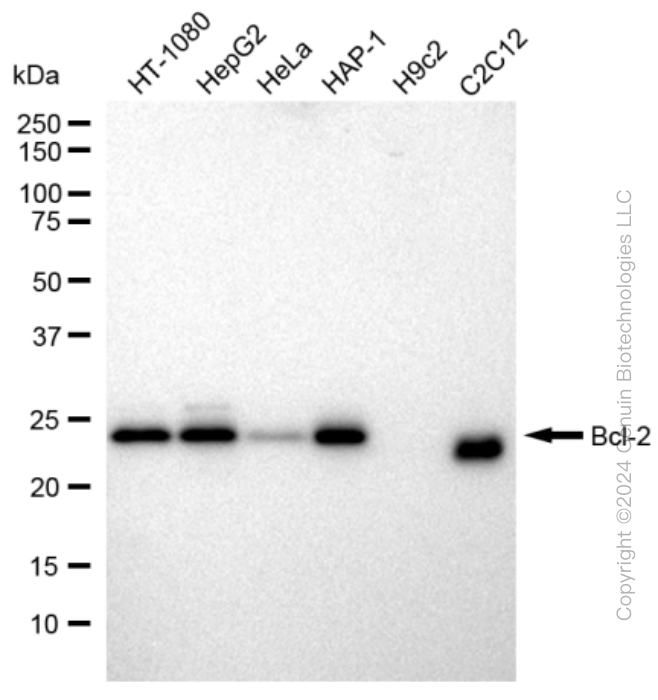 BCL2 antibody