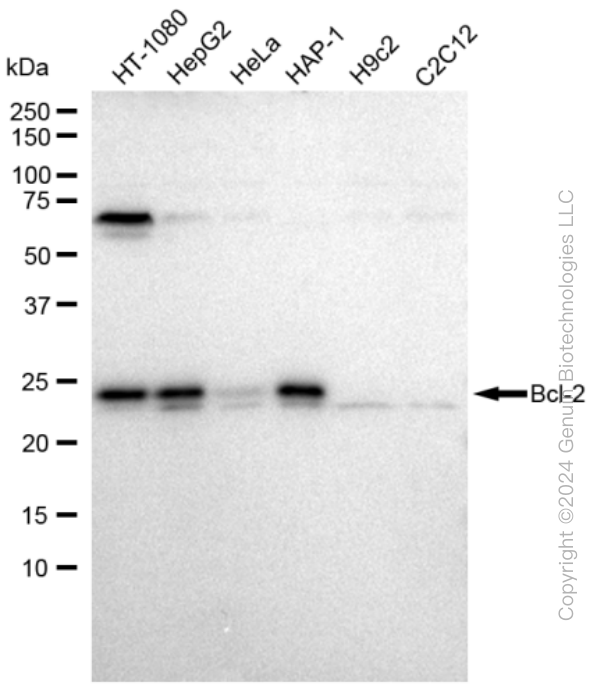 BCL2 antibody