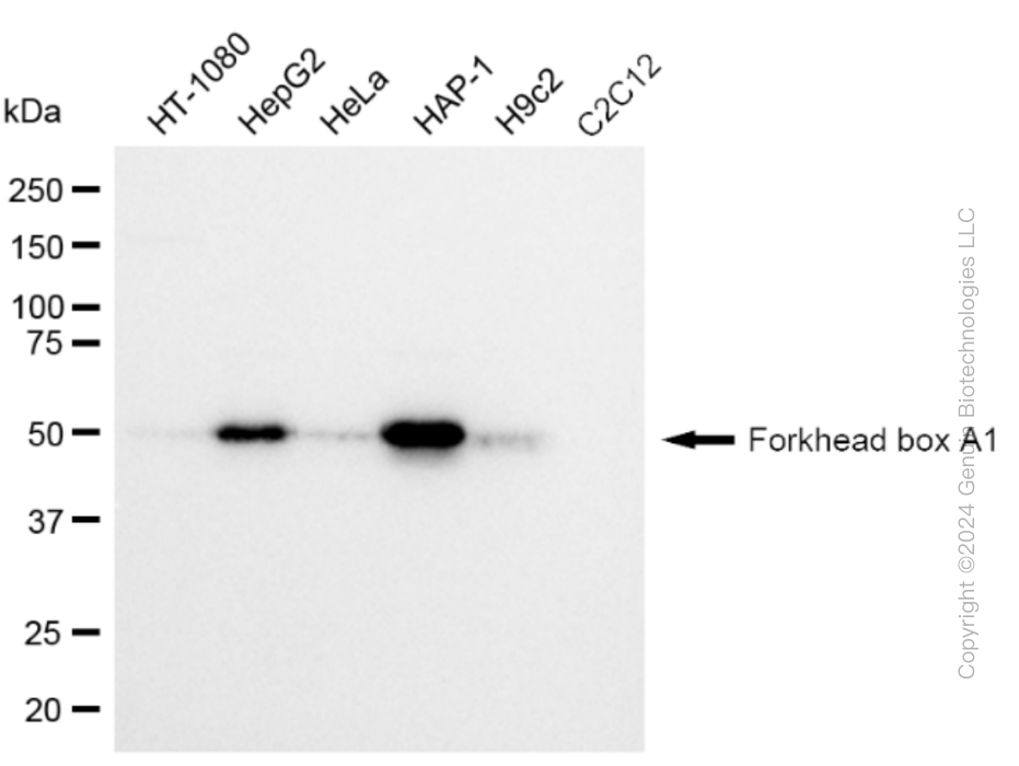 FOXA1 antibody