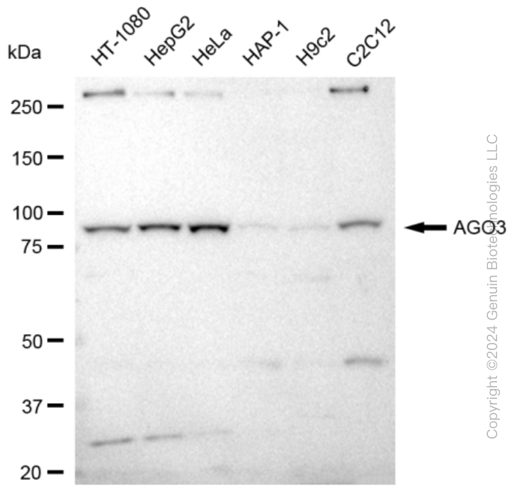 AGO3 antibody
