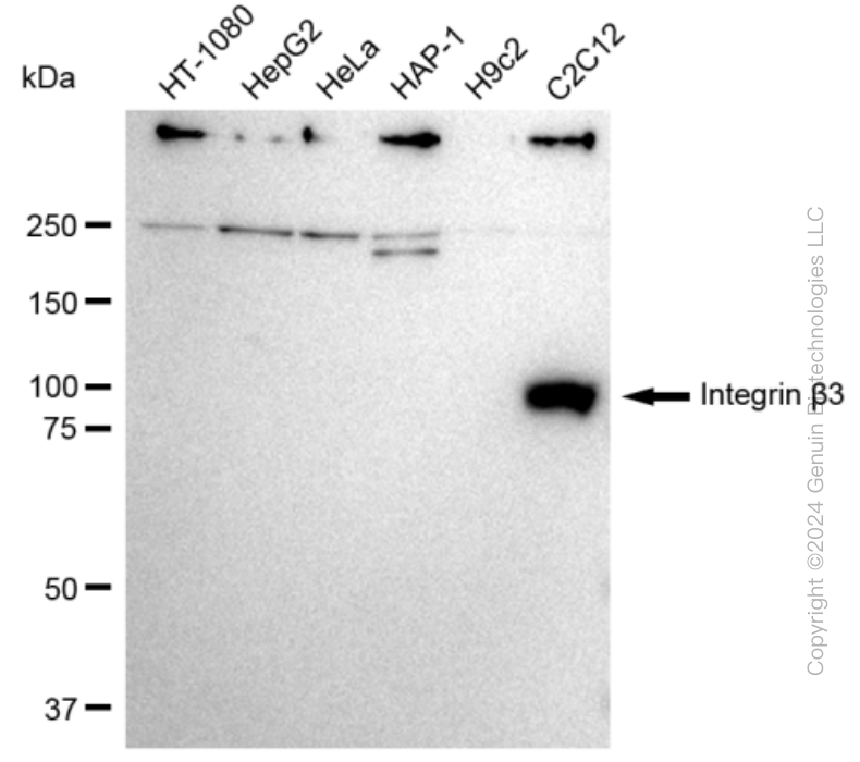 ITGB3 antibody