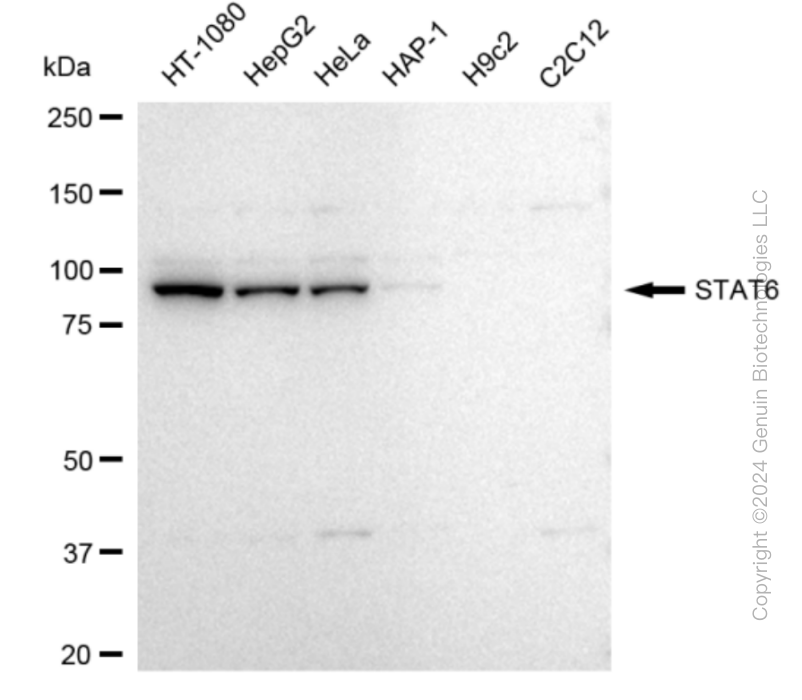 STAT6 antibody