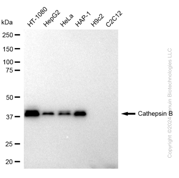 CTSB antibody