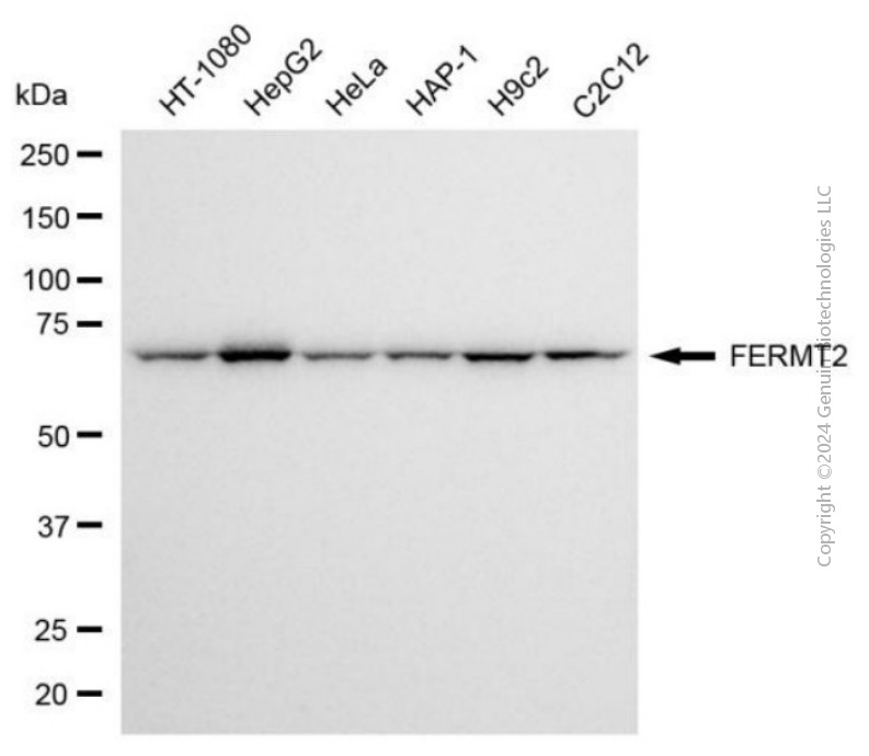 FERMT2 antibody