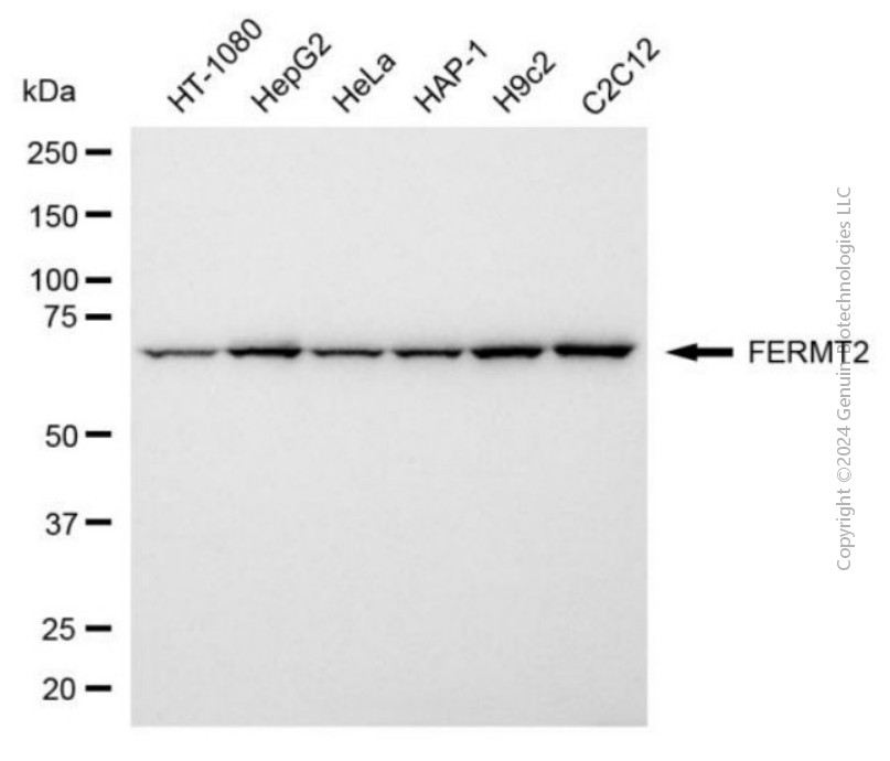 FERMT2 antibody