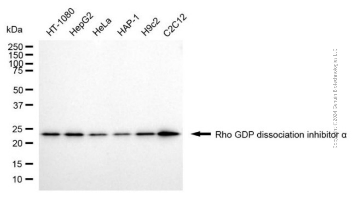 ARHGDIA antibody