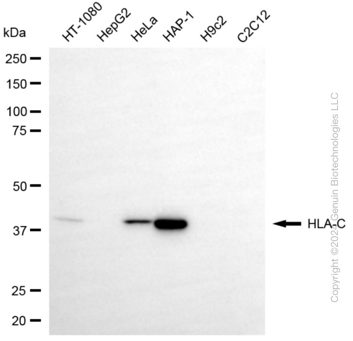 HLA-C antibody