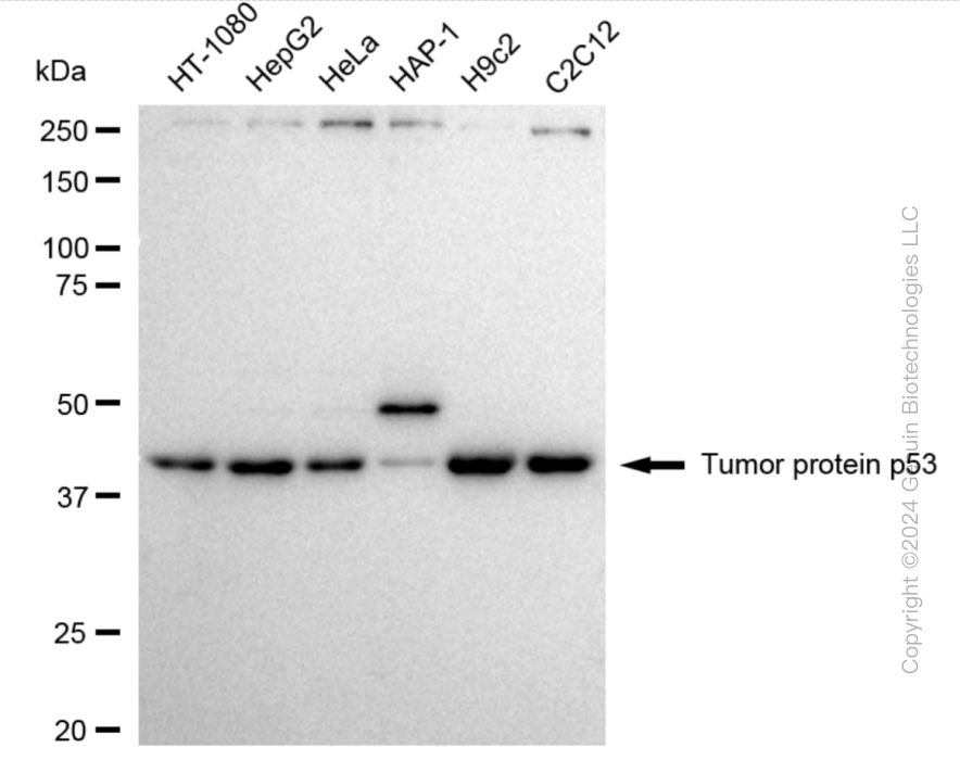 TP53 antibody