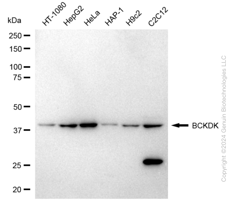 BCKDK antibody