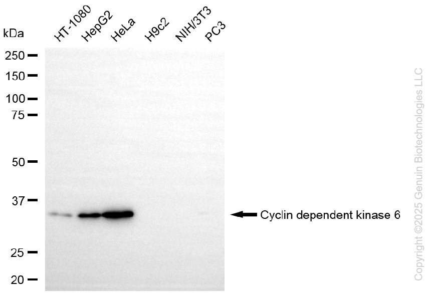 CDK6 antibody