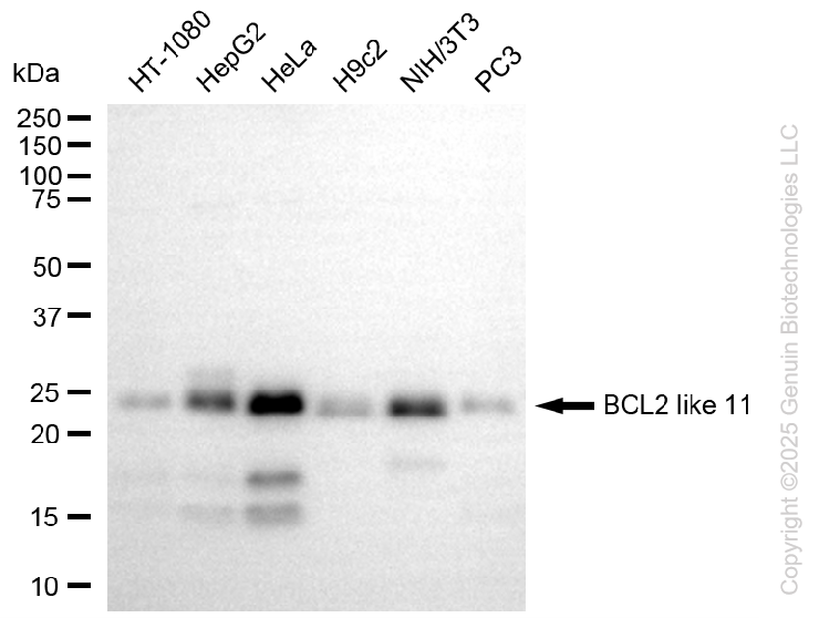 BCL2L11 antibody