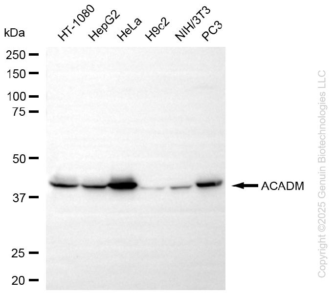 ACADM antibody