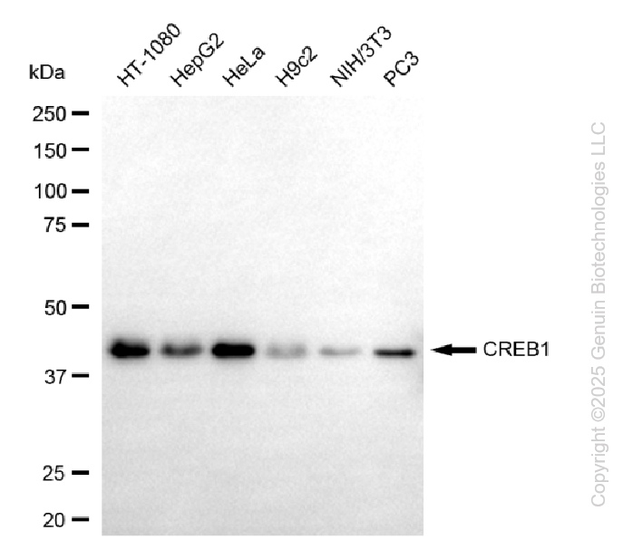 CREB1 antibody