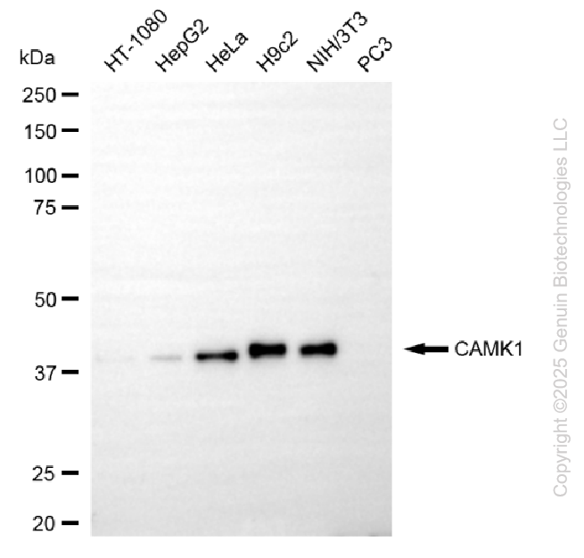 CAMK1 antibody