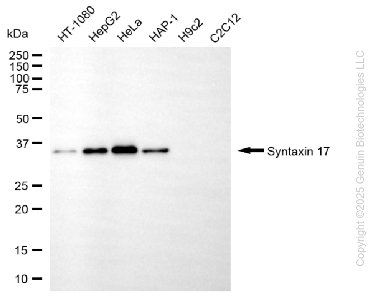 STX17 antibody
