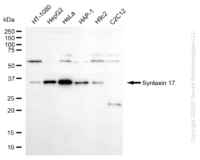 STX17 antibody