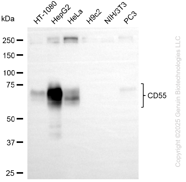 CD55 antibody