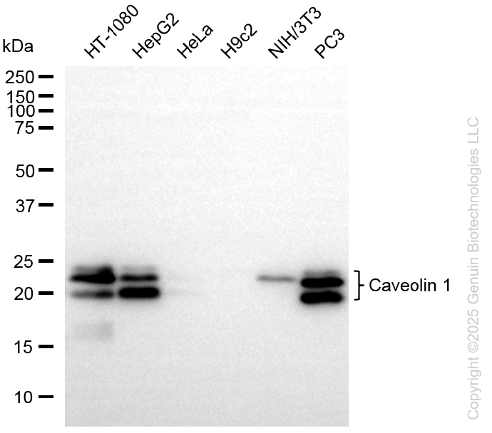 CAV1 antibody